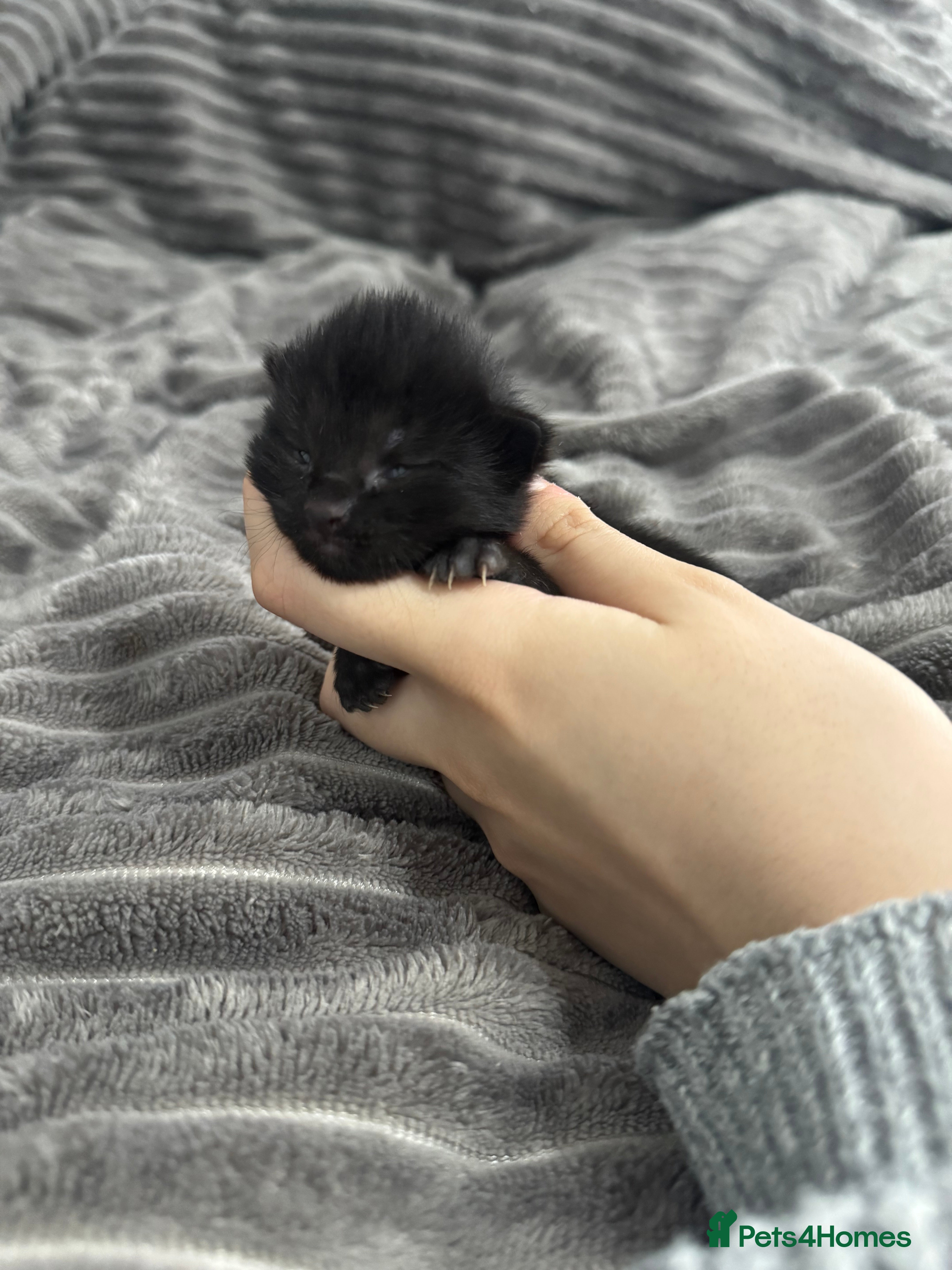 Mixed Breed cats TWO KITTENS LEFT!!! - Advert 1