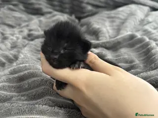 Mixed Breed cats TWO KITTENS LEFT!!! - Advert 1