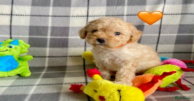 Cavapoo dogs - Advert 2