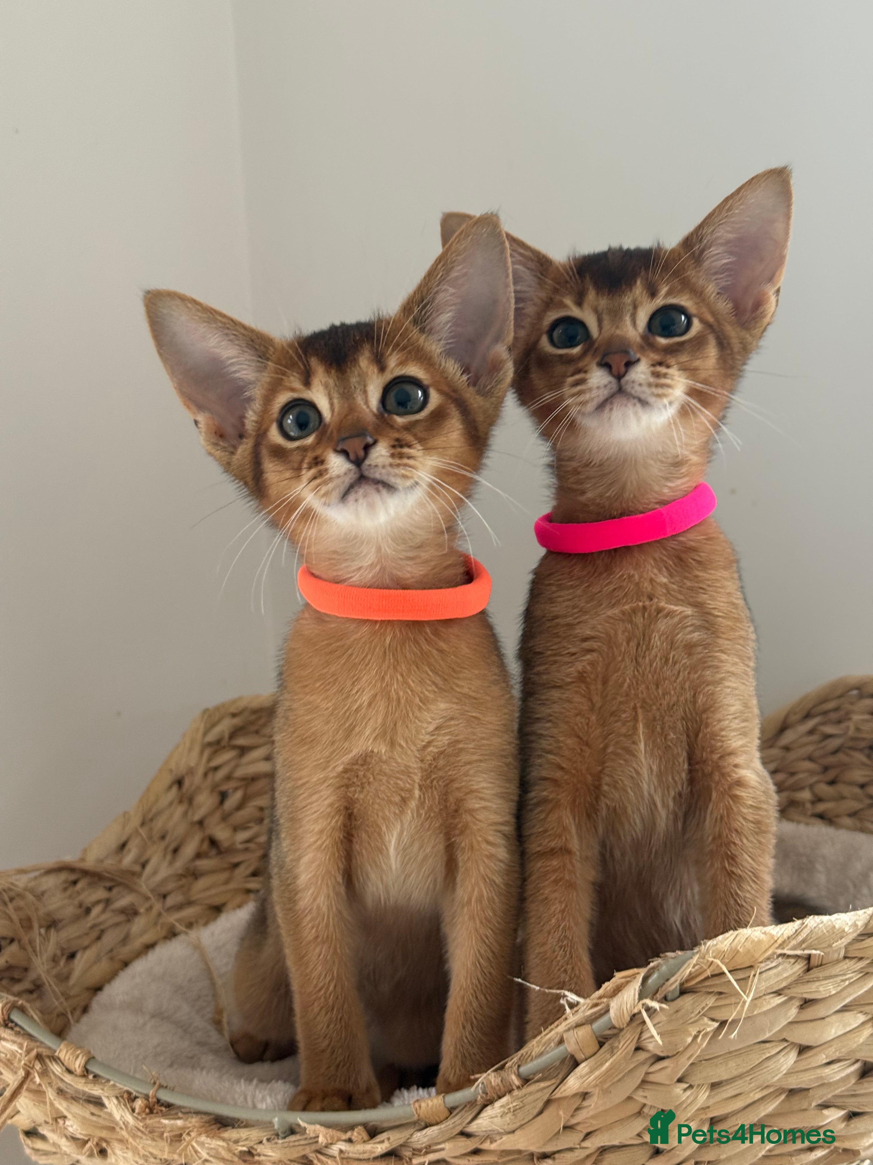 Abyssinian cats Champions parents kittens GCCF registered  - Advert 2