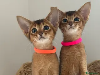 Abyssinian cats Champions parents kittens GCCF registered - Advert 2