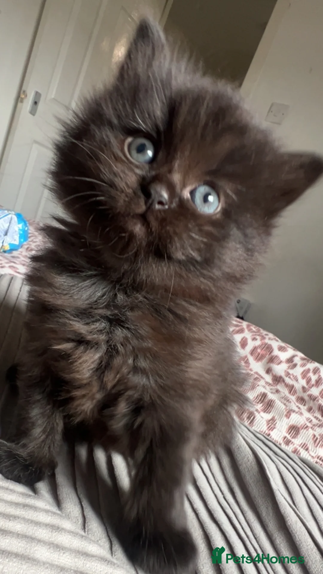 Ragdoll cats for sale: Ragdoll kittens - Advert 5