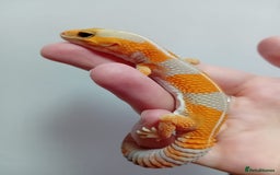 Gecko reptiles for sale: Crested Gecko Gargoyle &  Leachianus Gecko  in Wigston - Image 28