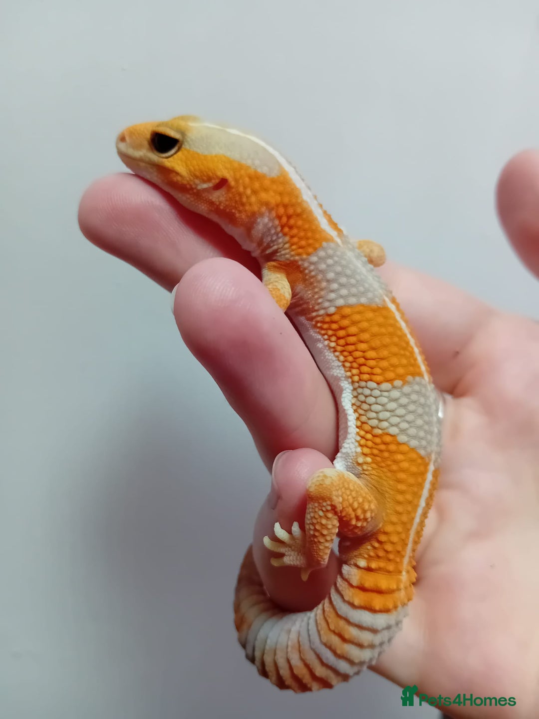Gecko reptiles for sale: Crested Gecko Gargoyle &  Leachianus Gecko  in Wigston - Image 28