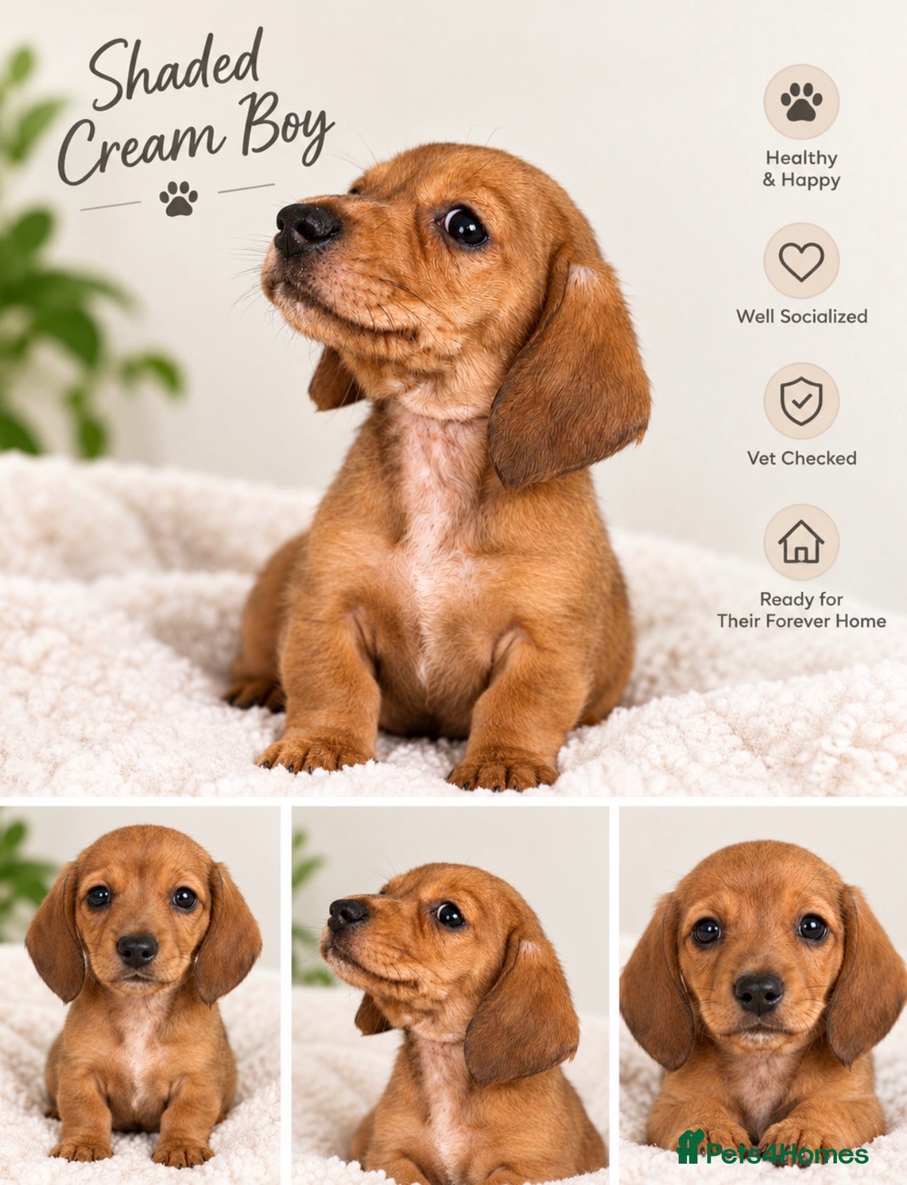 Dachshund dogs for sale: Shaded Cream dachshund puppies  - Advert 1