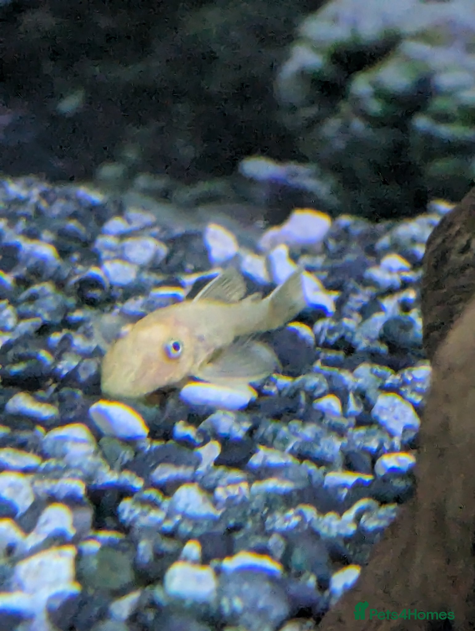 Catfish fish for sale: L144 lemon bristlenose plecos  in Maryport - Advert 10