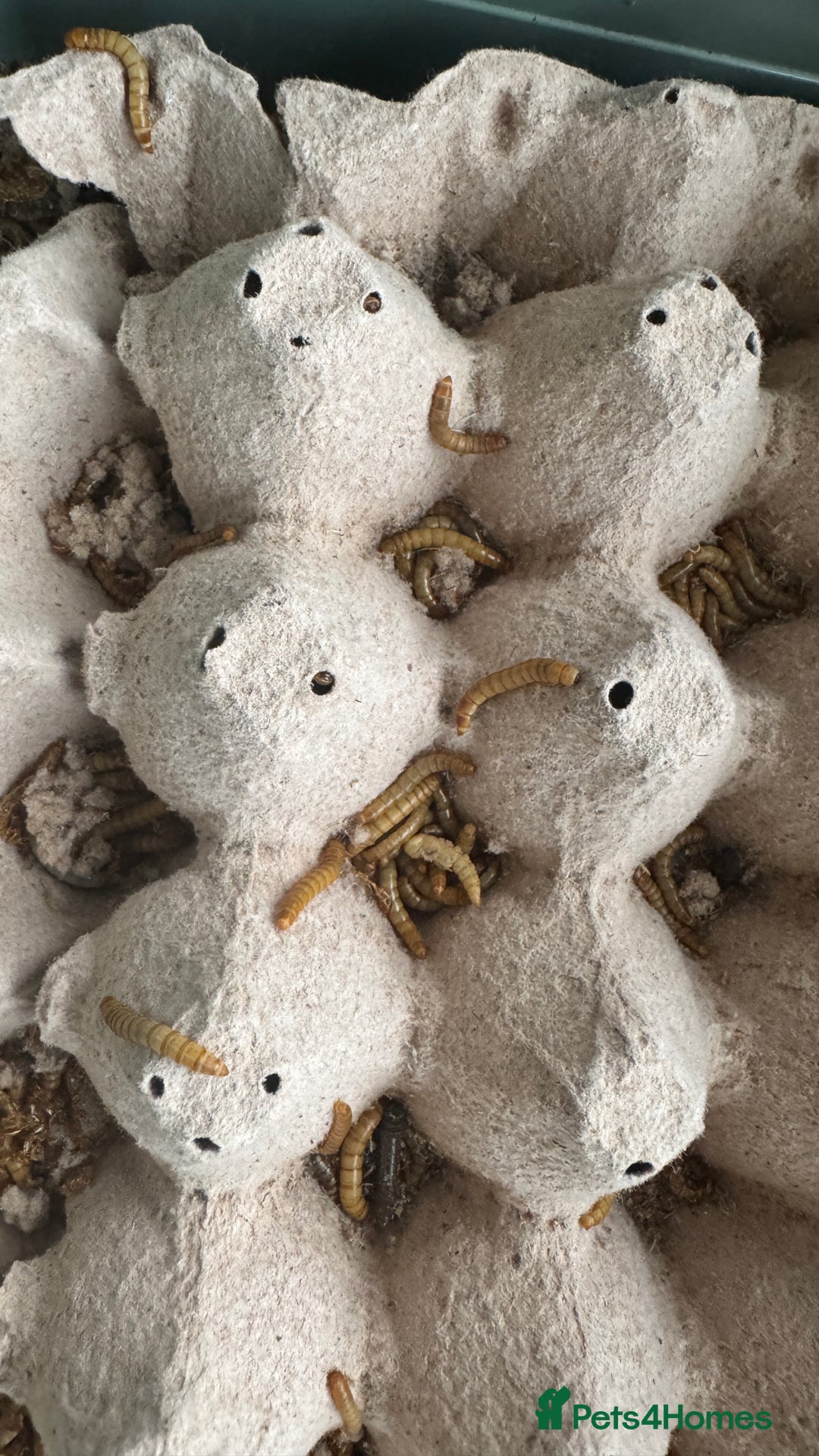 Bearded Dragon reptiles for sale: Juvenile Bearded Dragon PLUS full setup - Image 24