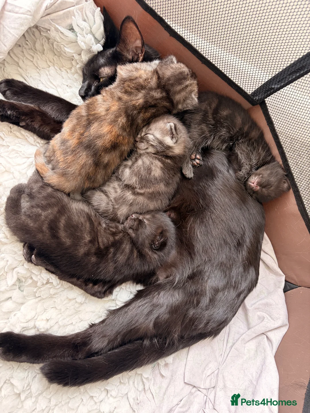 British Shorthair cats for sale: Cute kittens looking for loving homes - Advert 2