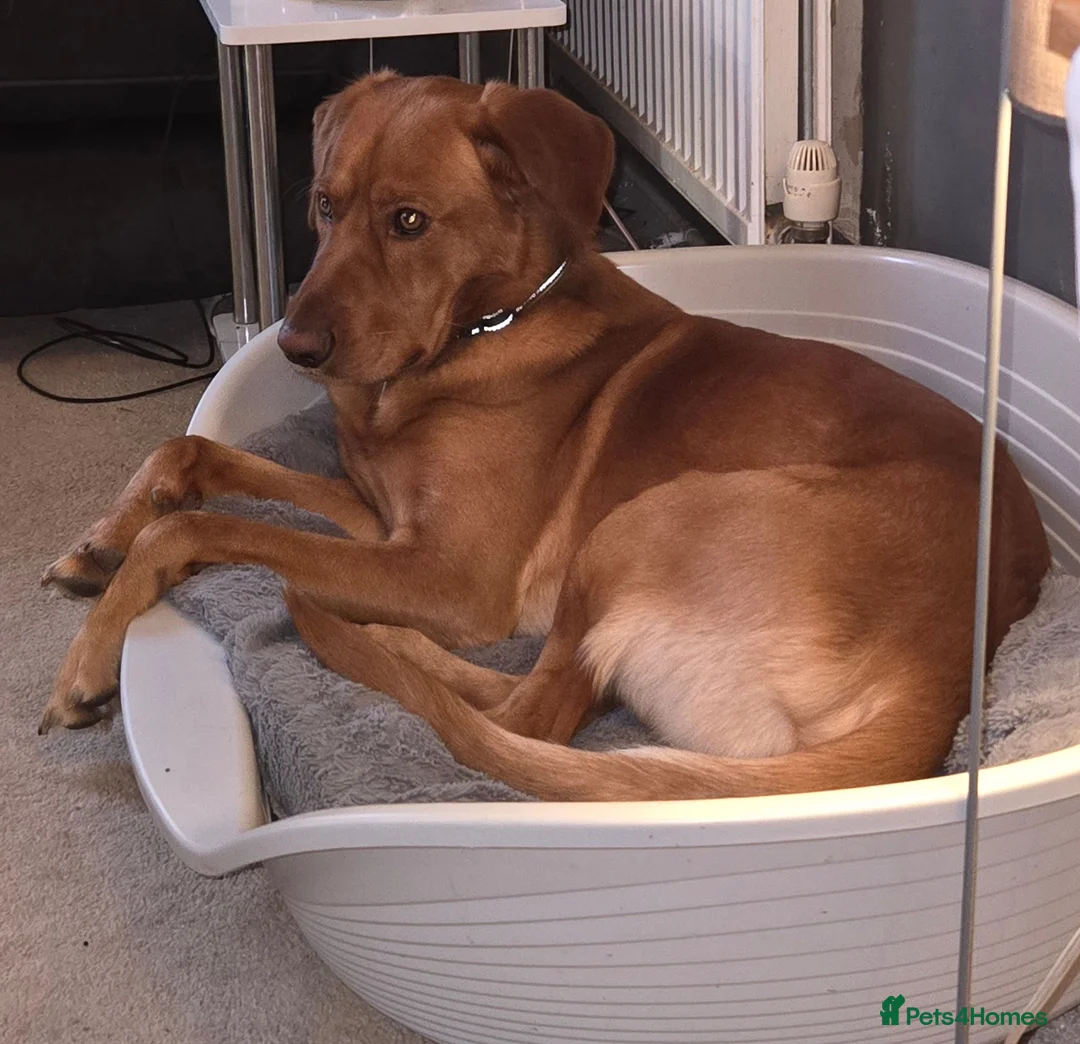 Mixed Breed dogs for sale: Bear  - Advert 1
