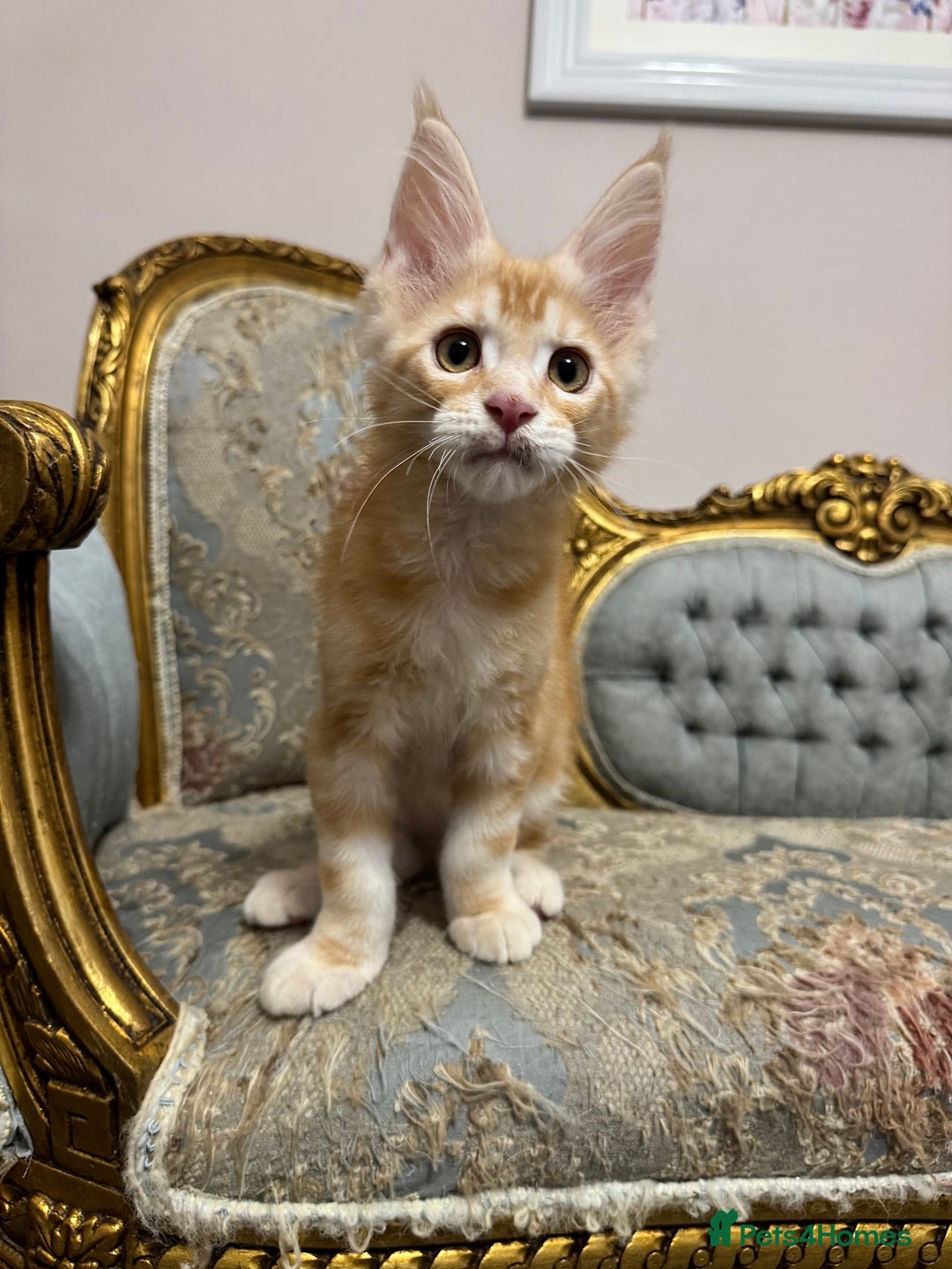 Maine Coon cats for sale: Maine Coon Kittens 🏆 20+ gen 🧬 Full Pedigree - Advert 12