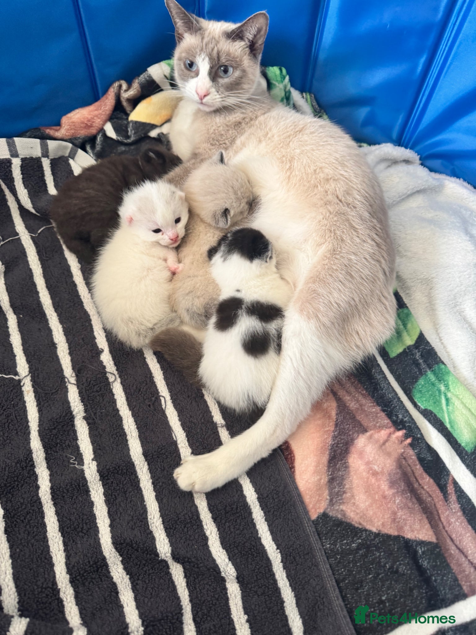 Siamese cats Siamese stunners  - Advert 2