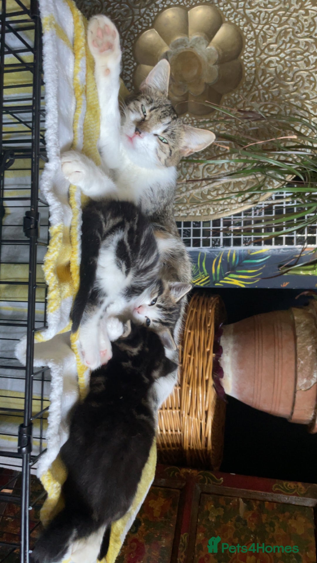 Domestic Shorthair cats for sale: 2 beautiful tabby girls for sale ready 11/09/25 - Image 5