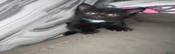 Ojos Azules cats for sale: Beautiful kittens  - Advert 8