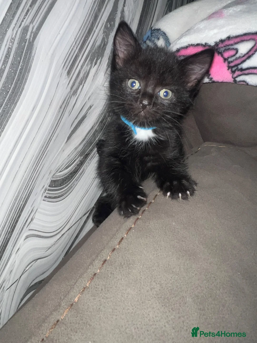 Ojos Azules cats for sale: Beautiful kittens  - Advert 8
