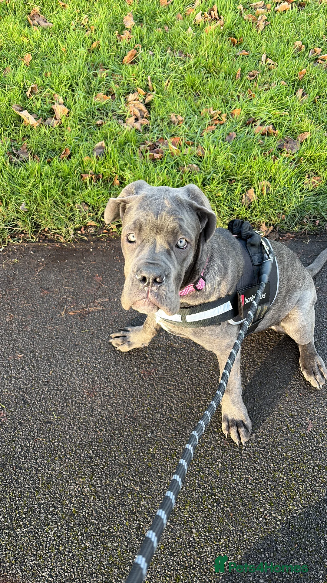 Cane Corso dogs for sale: Beautiful big girl - Advert 7