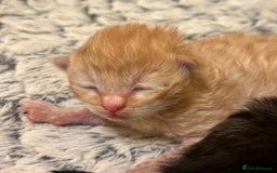 Maine Coon cats for sale: Gorgeous Maine coone kittens  - Image 8
