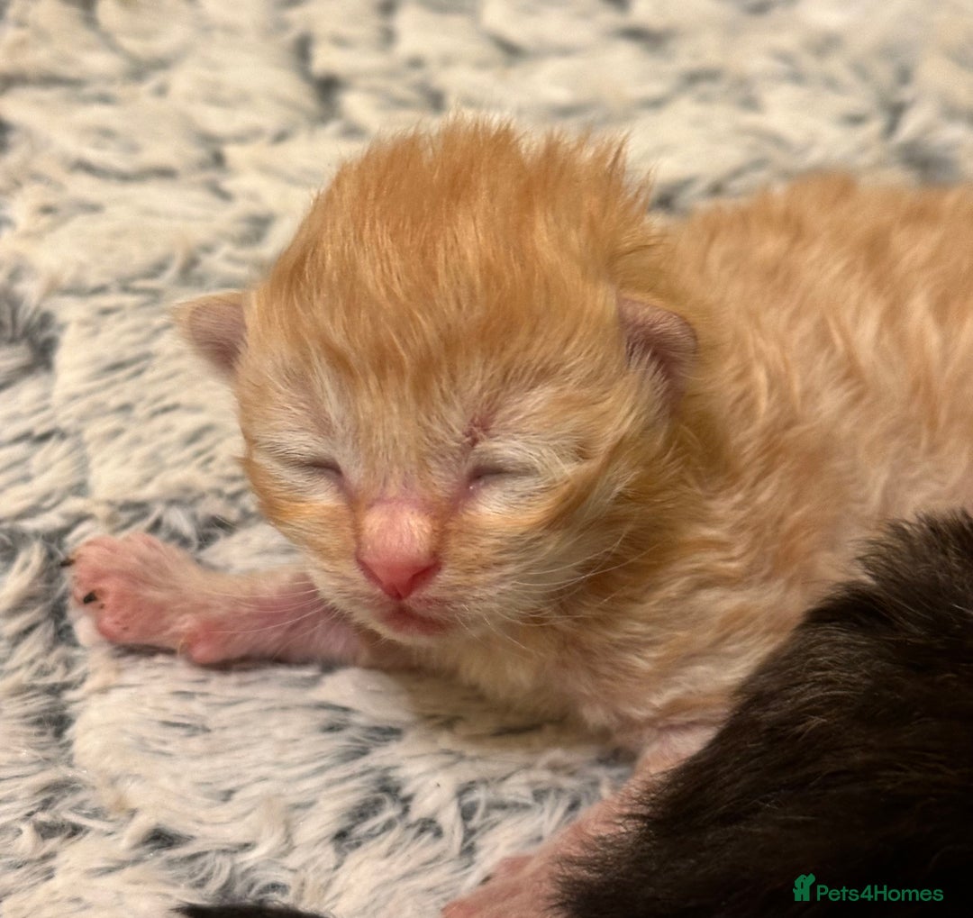 Maine Coon cats for sale: Gorgeous Maine coone kittens  - Image 8