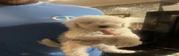 Cockapoo dogs for sale: Stunning cockapoo puppys  - Advert 4