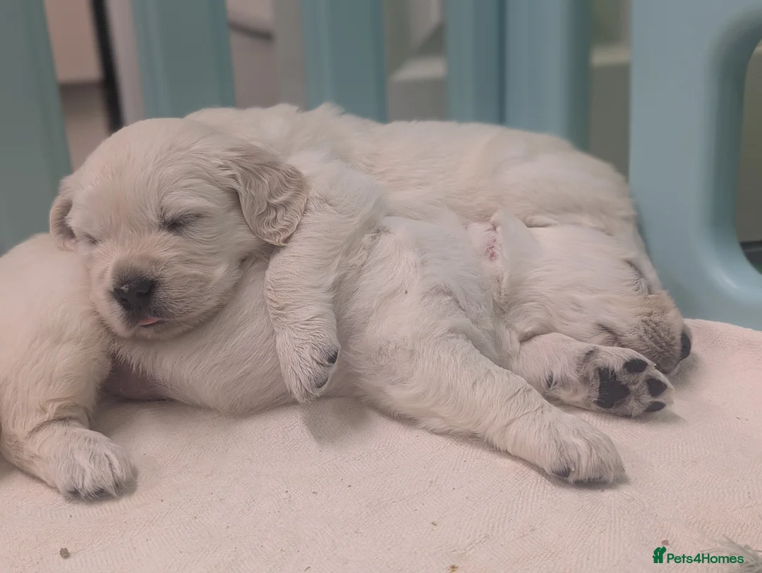 Golden Retriever dogs for sale: 🐾6  Golden Retriever Puppies! 🐾 - Advert 34