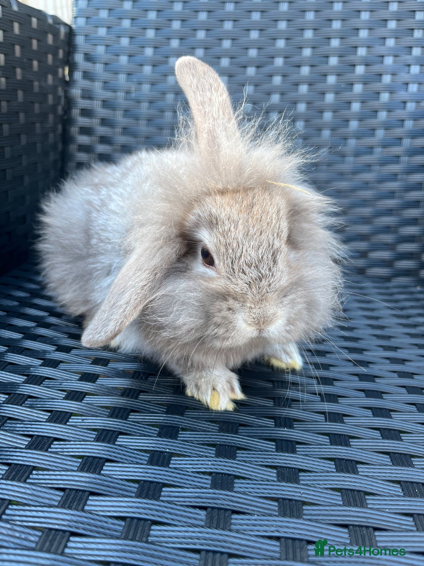 Mini Lion Lop rabbits Ready to go lionhead lops - Advert 6