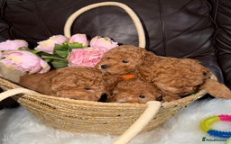 Toy Poodle dogs for sale: Gorgeous Fox Red Toy Poodle Females😍 - Image 16