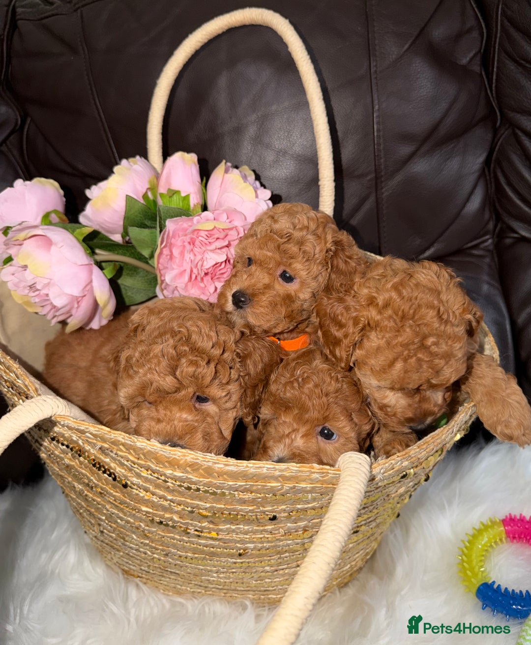 Toy Poodle dogs for sale: Gorgeous Fox Red Toy Poodle Females😍 - Image 16