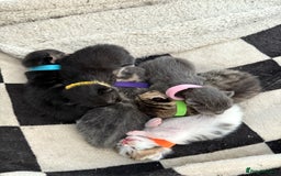 Mixed Breed cats for sale: 6 beautiful kittens  - Image 4