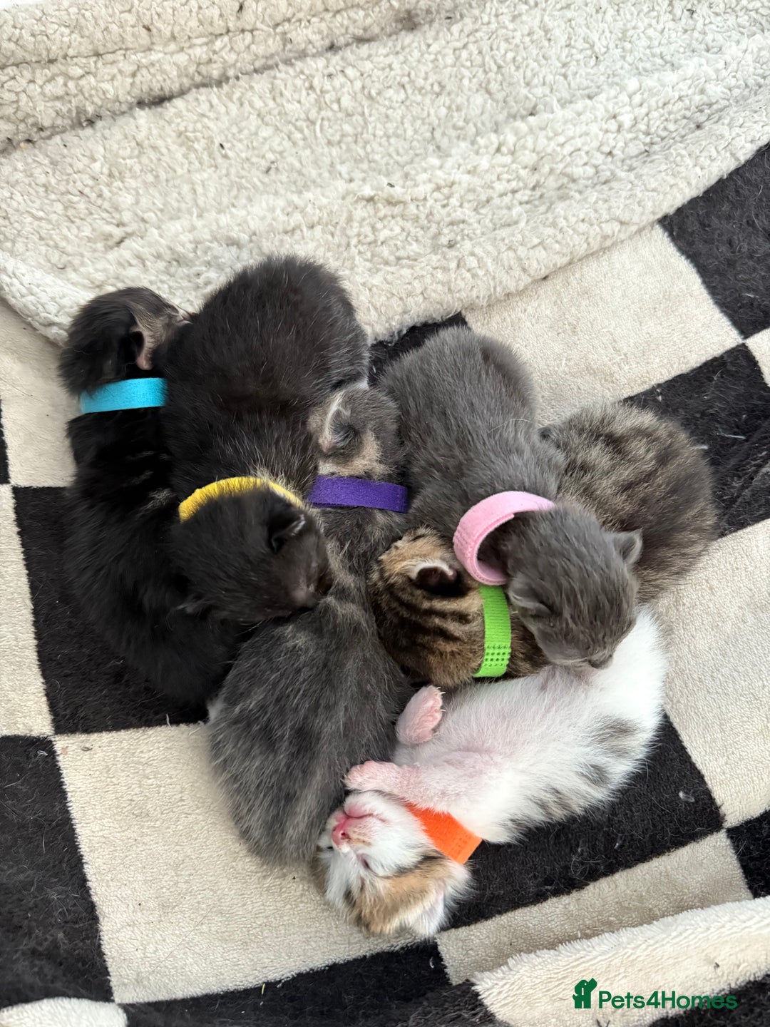 Mixed Breed cats for sale: 6 beautiful kittens  - Image 4