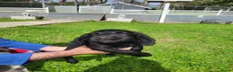 Cocker Spaniel dogs for sale: Beautiful Cocker Spaniel puppies in Llanelli - Advert 6