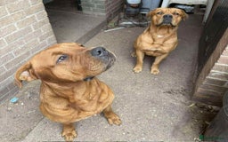 Mixed Breed dogs for sale: Dogue de bordeaux - Image 1