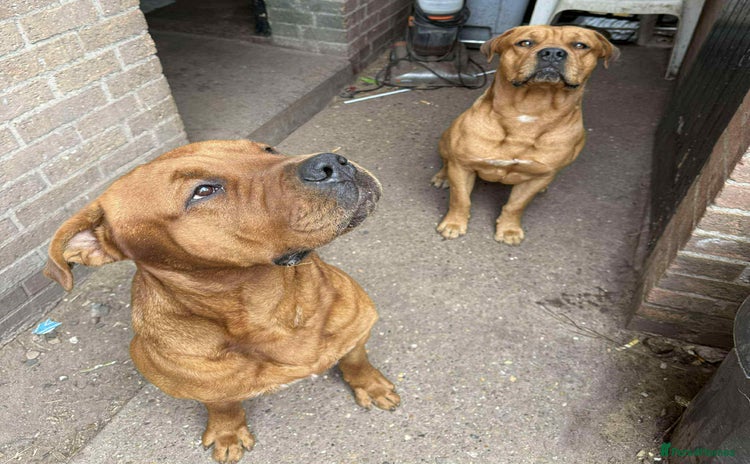 Mixed Breed dogs - Advert 2