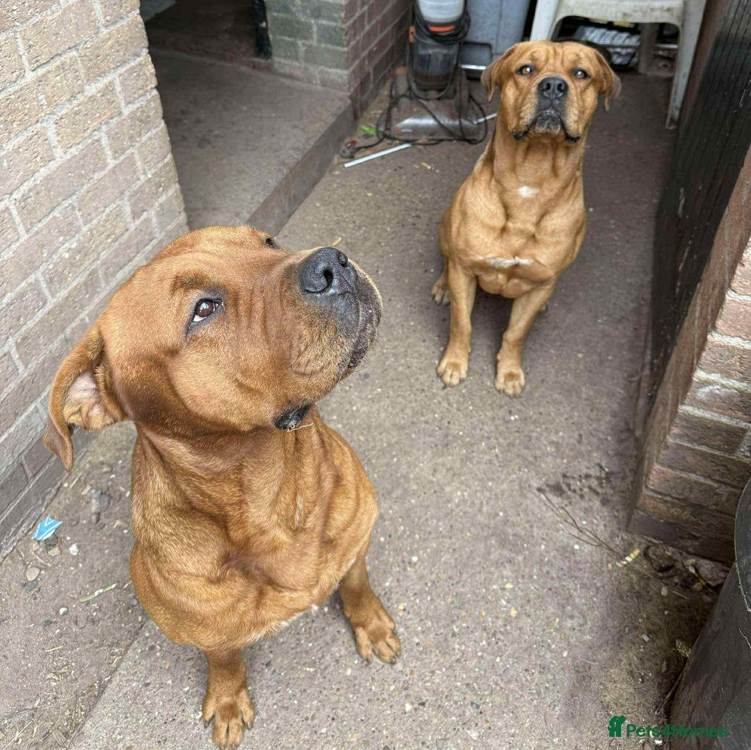 Mixed Breed dogs for sale: Dogue de bordeaux - Image 1
