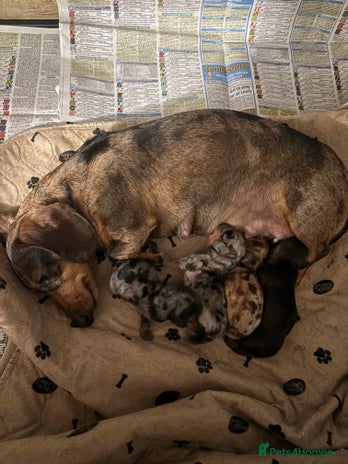 Miniature Dachshund dogs - Advert 15