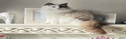 Ragdoll cats for sale: Beautiful litter of ragdolls - Advert 25