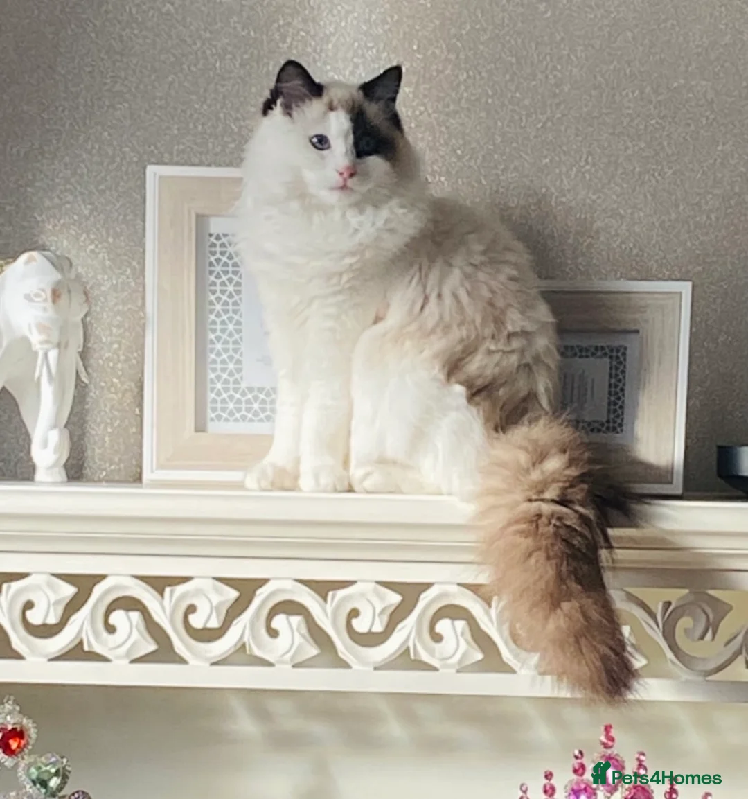 Ragdoll cats for sale: Beautiful litter of ragdolls - Advert 25