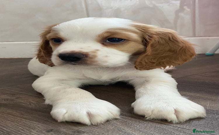 Mixed Breed dogs - Advert 1