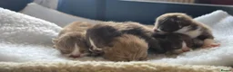 British Shorthair cats for sale: Beautiful British short and longhair kittens 🤎🧸  - Advert 5