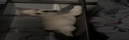 French Bulldog dogs for sale: 🐾 French Bulldog Puppy – 12 Weeks Old 🐾 - Advert 8