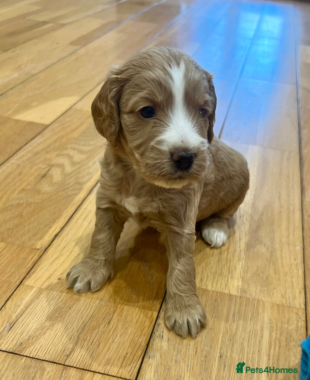 Cockapoo dogs for sale: ♥️Fabulous Toy Cockapoo Puppies Kc Reg Parents - Advert 15