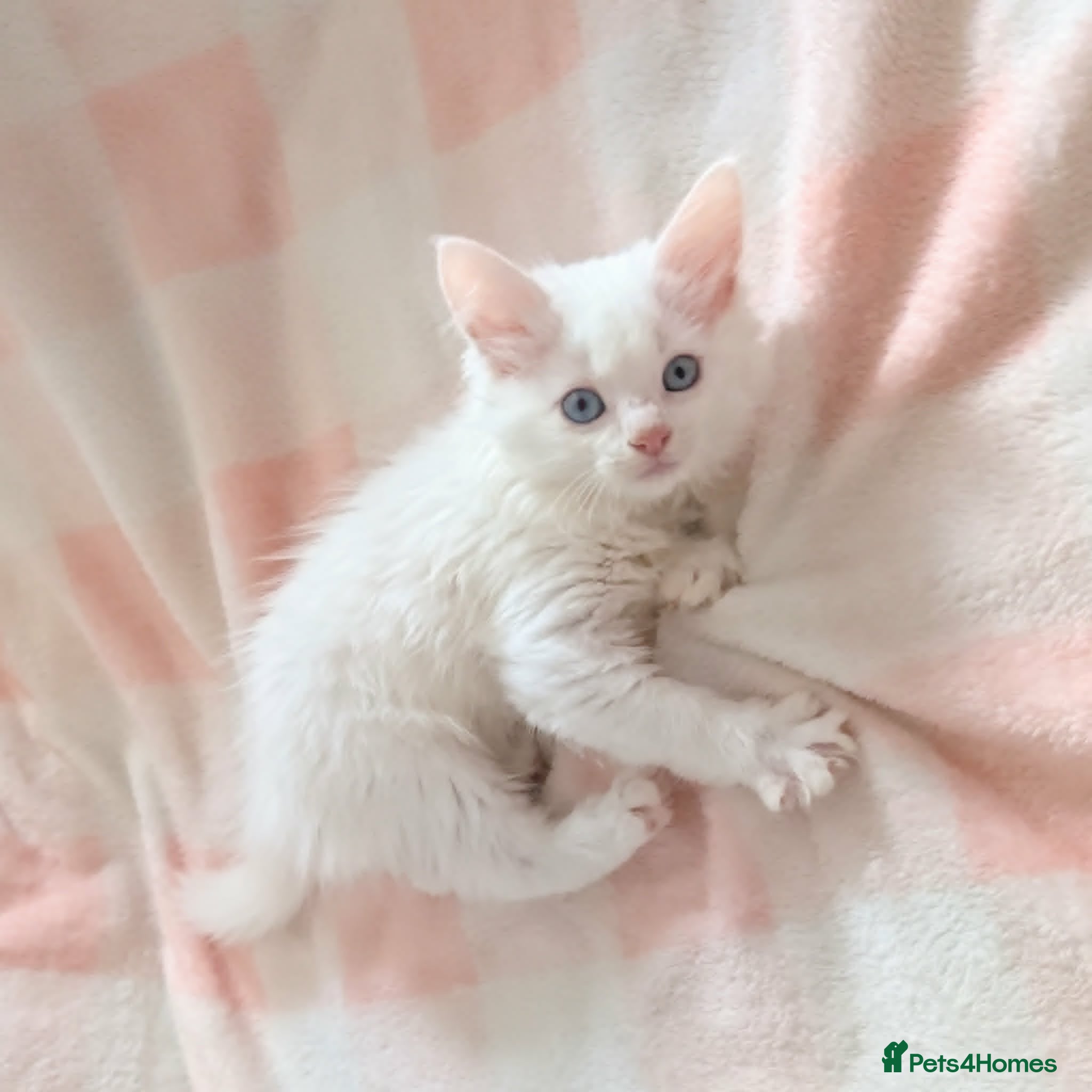 Turkish Angora cats Blue Eyed Fluffy Turkish Angora Kitten - Advert 2