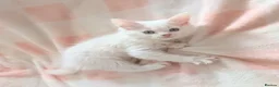 Turkish Angora cats for sale: Blue Eyed Fluffy Turkish Angora Kitten - Advert 2