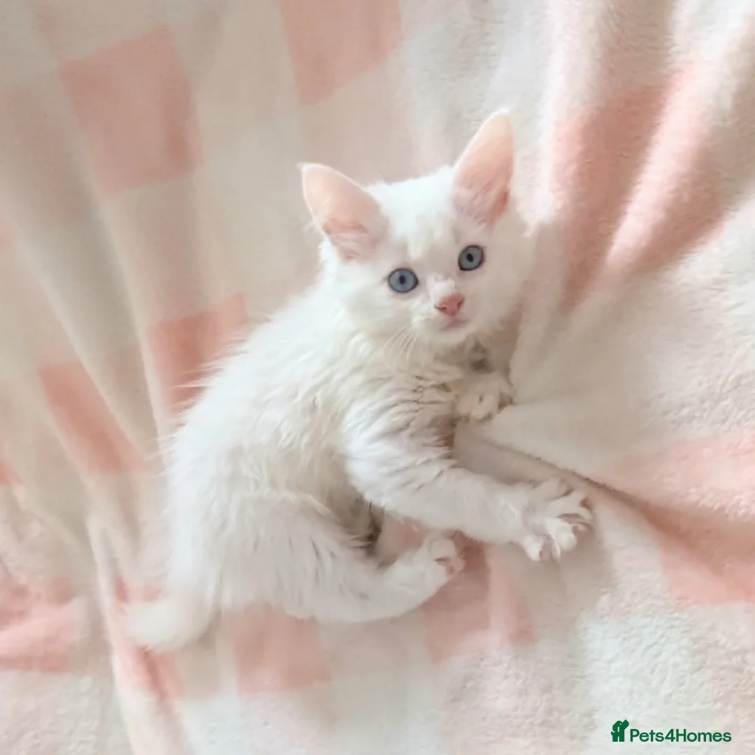 Turkish Angora cats for sale: Blue Eyed Fluffy Turkish Angora Kitten - Advert 2