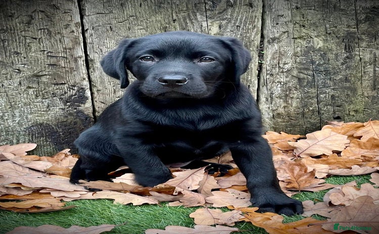 Labrador Retriever dogs - Advert 6