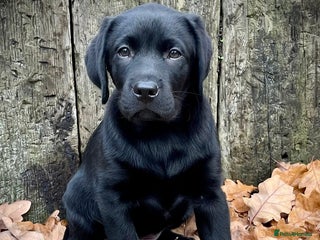 Labrador Retriever dogs - Advert 25