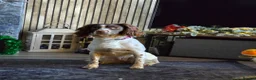 English Springer Spaniel dogs for sale: 2 year old female springer spaniel - Advert 1