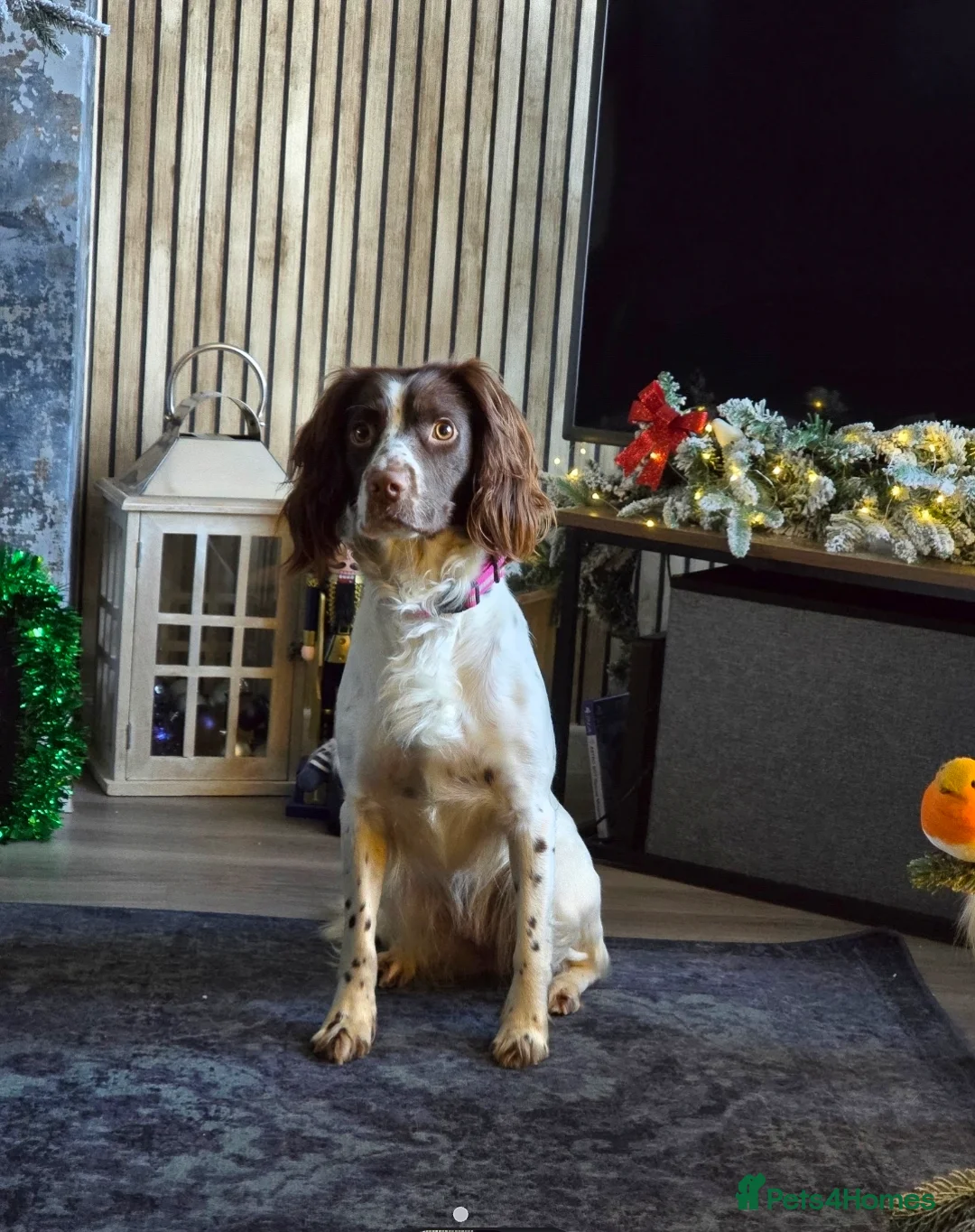 English Springer Spaniel dogs for sale: 2 year old female springer spaniel - Advert 1