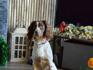 English Springer Spaniel dogs 2 year old female springer spaniel - Advert 1