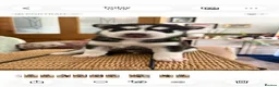 Siberian Husky dogs for sale: Adorable Siberian huskies  in Saint Helens - Advert 12