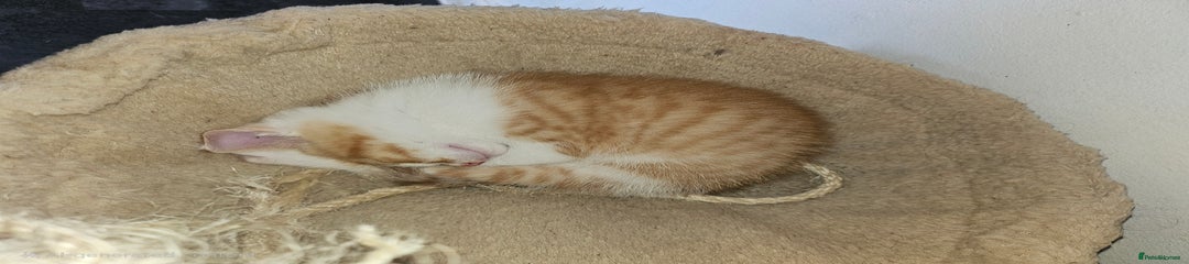 Domestic Shorthair Kitten 2