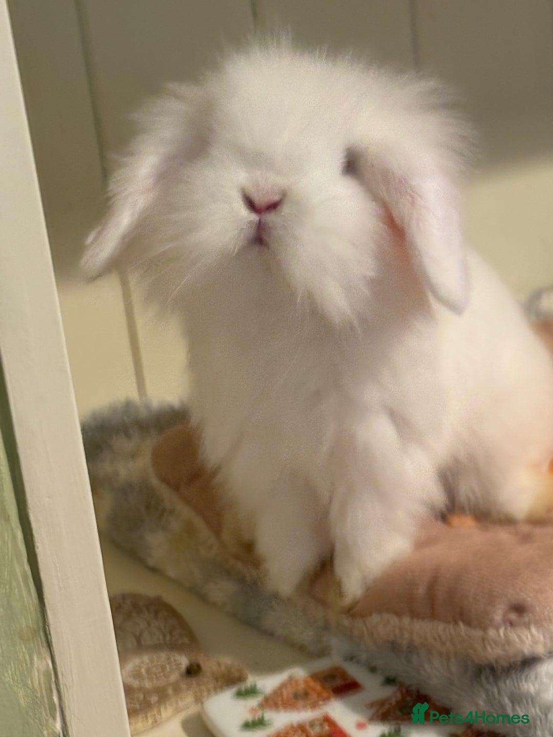 Mini Lop rabbits for sale: Vaccinated/raised indoors, mini lops and lion lop  - Advert 13